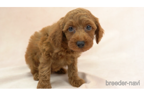 成約済の東京都のトイプードル-154166の1枚目